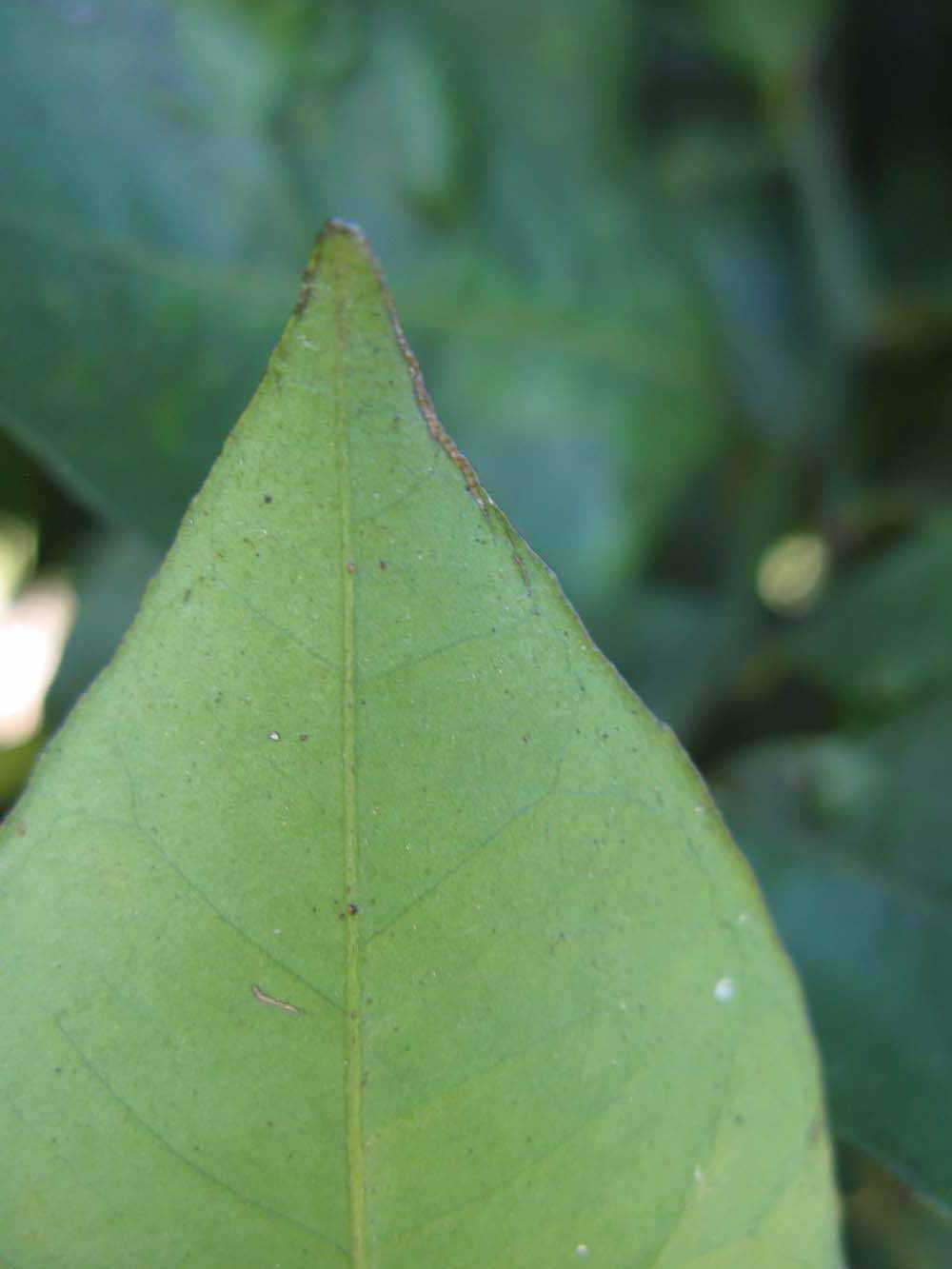              Margin (Winter Haven, FL)       